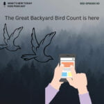 S2 E60: The Great Backyard Bird Count (GBBC) is here! (part 1) episode logo