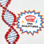 DNA Sculptures (2/19/24) episode logo