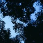 210 Watery dell amidst trees at night (sleep safe) episode logo