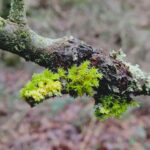 212 Ear witness: innercity woodland peace episode logo