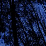 217 Upland woods in winter gales (part 2 – sleep safe) episode logo