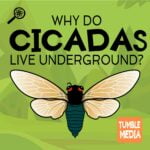 Why Do Cicadas Live Underground for So Long? episode logo
