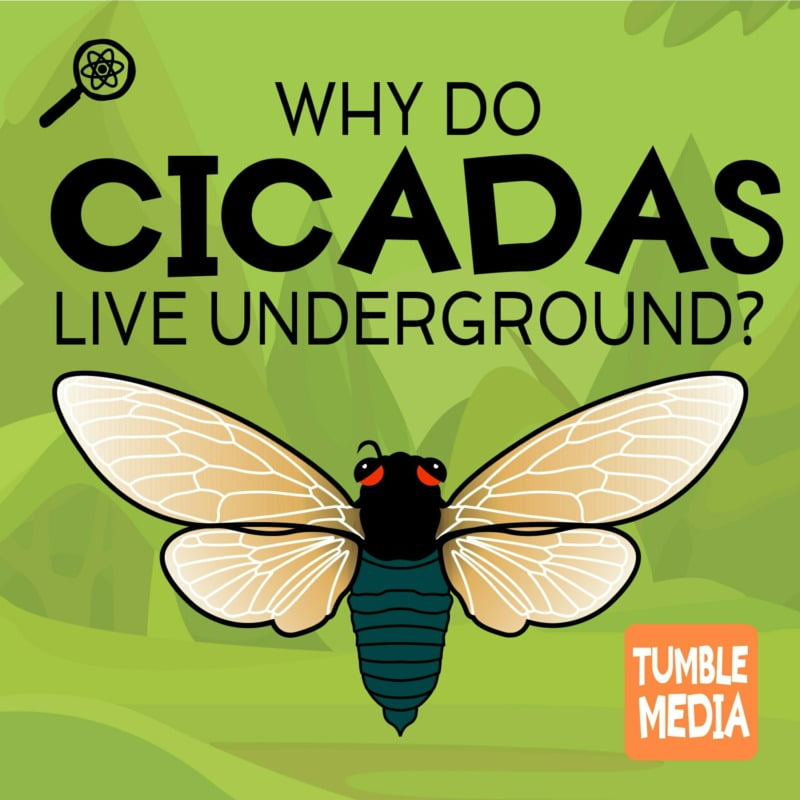 Why Do Cicadas Live Underground for So Long? from Tumble - Science ...