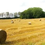 219 Country meadow summer breeze episode logo