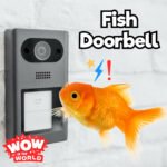 Fish Doorbell (5/20/24) episode logo
