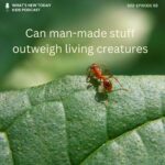 S2 E68: Can man-made stuff outweigh living creatures? episode logo