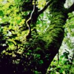 224 Shallow river under an open sky (sleep safe) episode logo