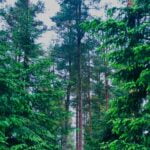 222 The trees of Kielder Forest before dawn episode logo