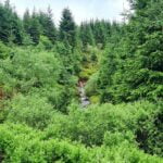 223 Birdsong in deep forest ambience episode logo