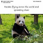 S2 E52: Panda bears are flying back to China – what does this mean for ‘panda diplomacy’ episode logo