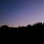 229 Dusk dissolves to night in the cathedral of trees episode logo