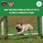 S2 E97: Paris Olympics – What are dogs doing as part of the US Gymnastics team? podcast episode