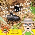 How to Tell the Temperature With Crickets episode logo