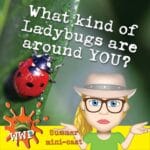 What Kind of Ladybugs Are Around YOU? episode logo