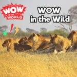Wow in the Wild (11/4/24) episode logo