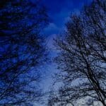 250 Moorland trees in mid-winter gales (sleep safe after owl) episode logo
