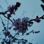 259 Night rain under a large tarpaulin (sleep safe) episode logo