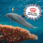 Drive-Thru Dolphin Spa (3/10/25) episode logo