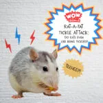 Rat-A-Tat Tickle Attack: Do Rats Even Like Being Tickled? (3/17/25) episode logo