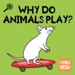 Why Do Animals Play? episode logo