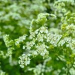 266 On upland pastures episode logo