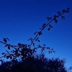 269 Night crickets distant waves – Folkestone Warren (sleep safe) episode logo