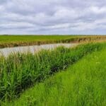 271 Wild breezes in the reeds – spring along the Thames Estuary episode logo