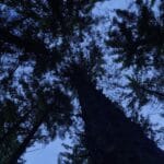 272 Emptiness within Shelve Wood at night (sleep safe) episode logo