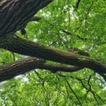 273 Sunset fields and oak trees – spring in Shropshire episode logo