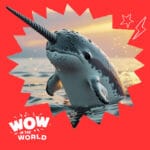 Narwhals – Do They Play With Their Food? (6/16/25) episode logo