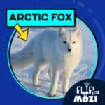 Arctic Fox (6/19/25) episode logo