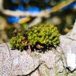 275 Dawn in an apple tree – Derbyshire hills episode logo