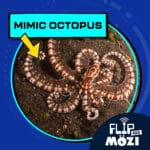 Mimic Octopus (7/3/25) episode logo