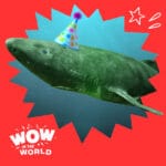 Happy 400th Birthday, Greenland Shark! (7/14/25) episode logo