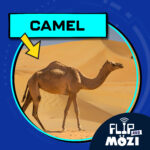 Camel (8/28/25) episode logo