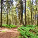 277  Emptiness within Shelve Wood at night – part II (sleep safe) episode logo