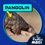 Pangolin (8/14/25) episode logo