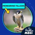 Peregrine Falcon (9/11/25) episode logo