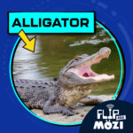 Alligator (10/23/25) episode logo