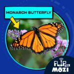 Monarch Butterfly (10/9/25) episode logo