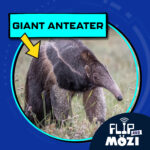 Giant Anteater (11/6/25) episode logo