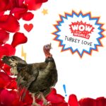 Turkey Love podcast episode
