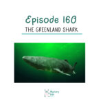 160: The Greenland Shark podcast episode