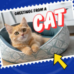 Postcards from Earth: Flip Meets a Cat episode logo