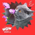 The Purrr-fect Match: Cats, Chaos, Science, and Smelly Surprises! episode logo