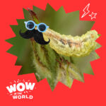 Nature’s Secret Knock: How Some Caterpillars Use Mimicry to Sneak into Ant Colonies! episode logo